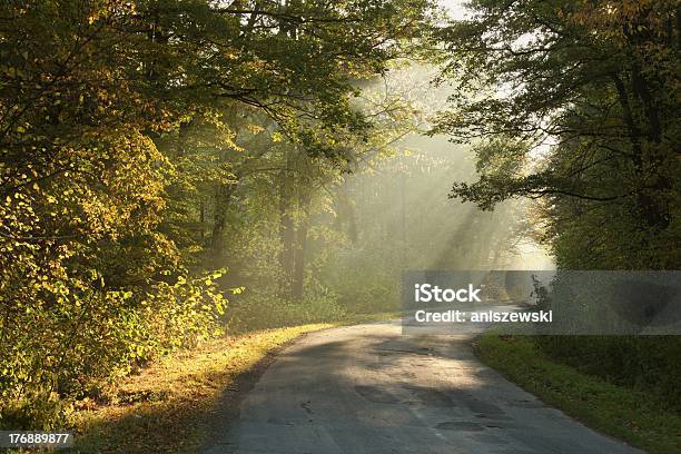 Floresta De Outono Em Dia Nublado - Fotografias de stock e mais imagens de Carvalho - Carvalho, Estrada em Terra Batida, Incandescência