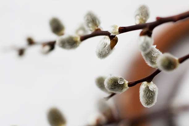 Pussy Willow stock photo