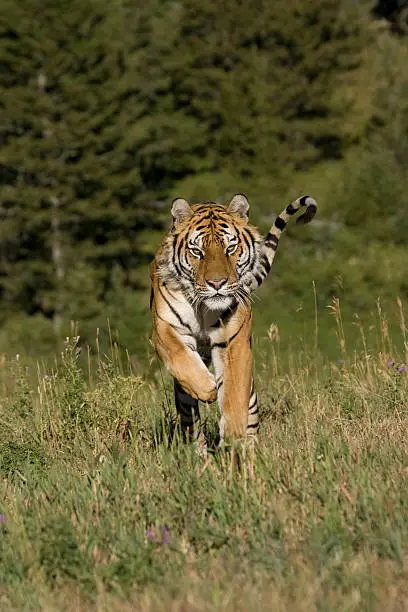 Photo of Siberian Tiger running