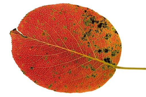 Colorful autumn foliage. Red and orange close-up pear tree leaf texture isolated on white background. Affected by vermin.