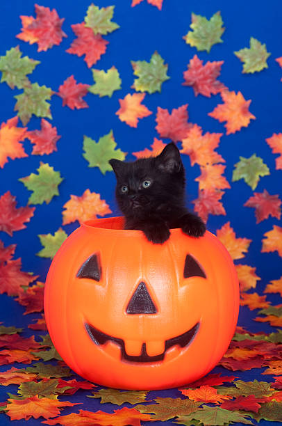 istock Black cat in pumpkin on blue background 176890105