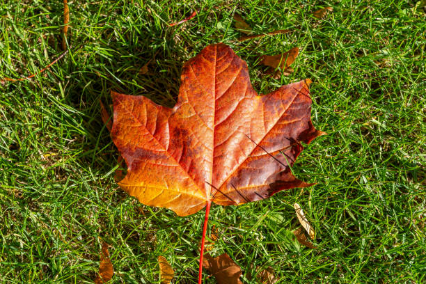 Sycamore Leaf stock photo