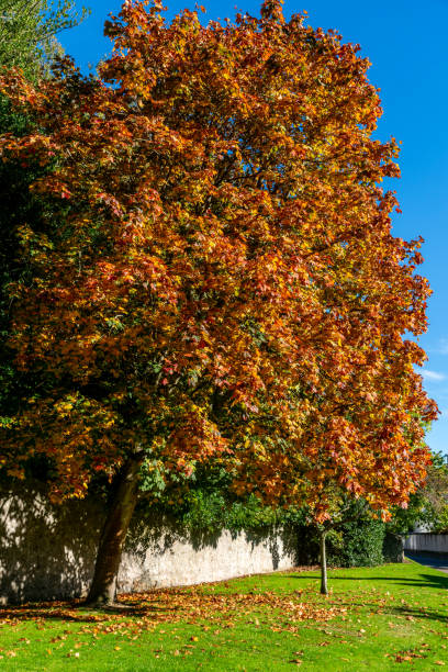 Sycamore Tree stock photo