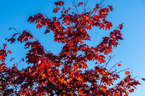 Sycamore Tree stock photo