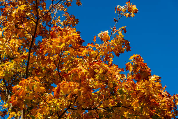 Sycamore Tree stock photo