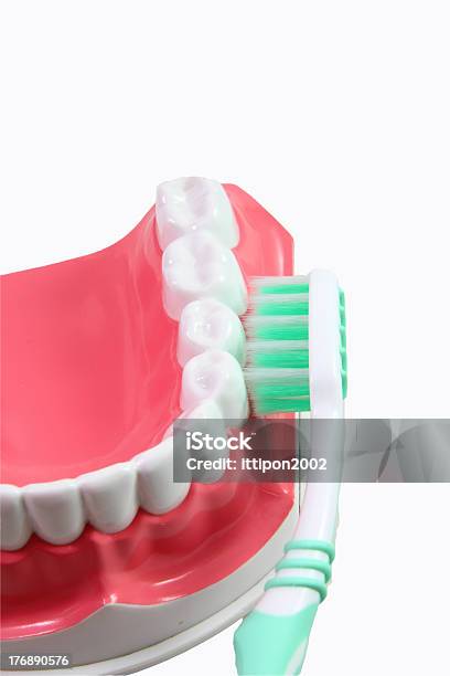 Dental Model Stock Photo - Download Image Now - Anatomy, Beauty, Concepts