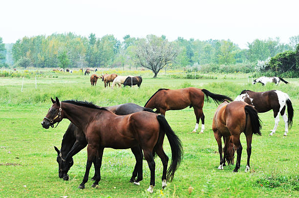 istock Herd of Horses 176890827