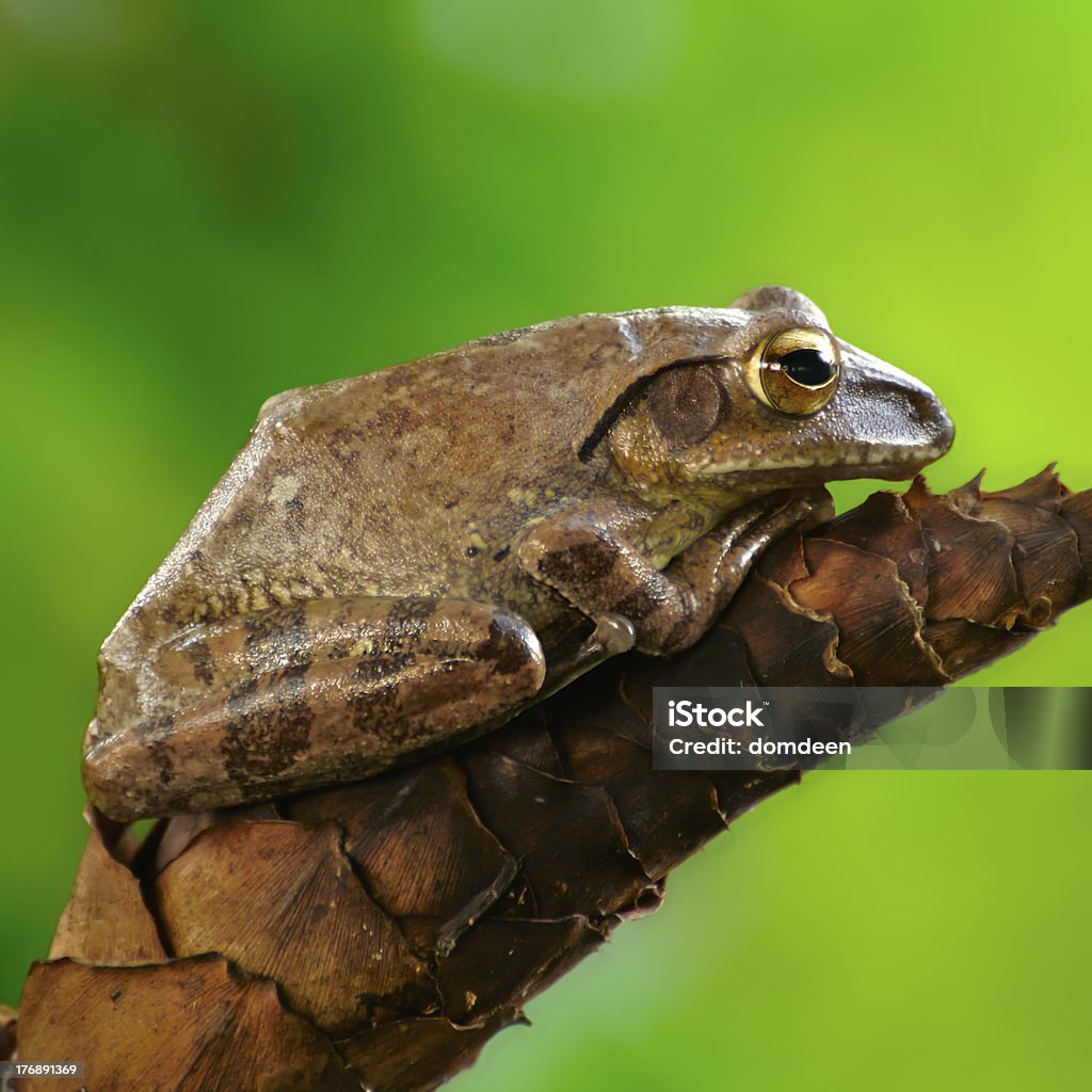 brown tree frog. brown tree frog sitting on dry flower. Amphibian Stock Photo