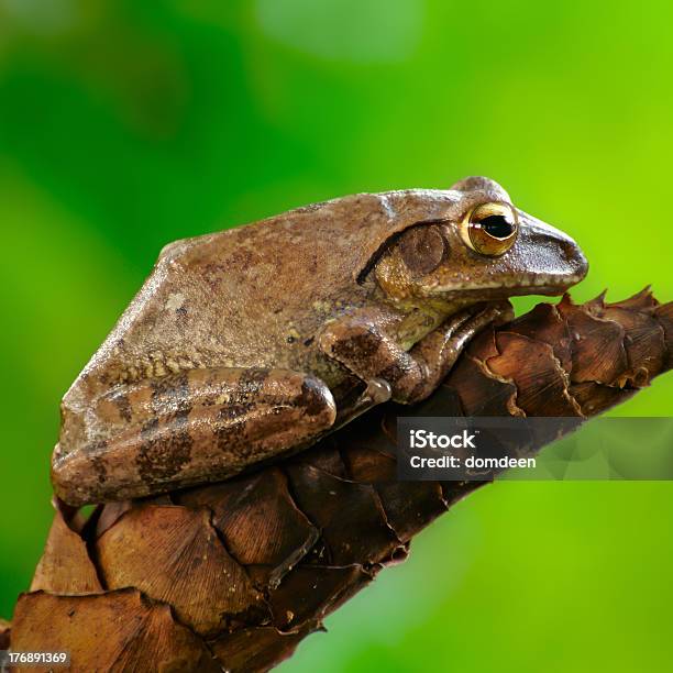 Brown Tree Frog Stock Photo - Download Image Now - Amphibian, Animal, Animal Body