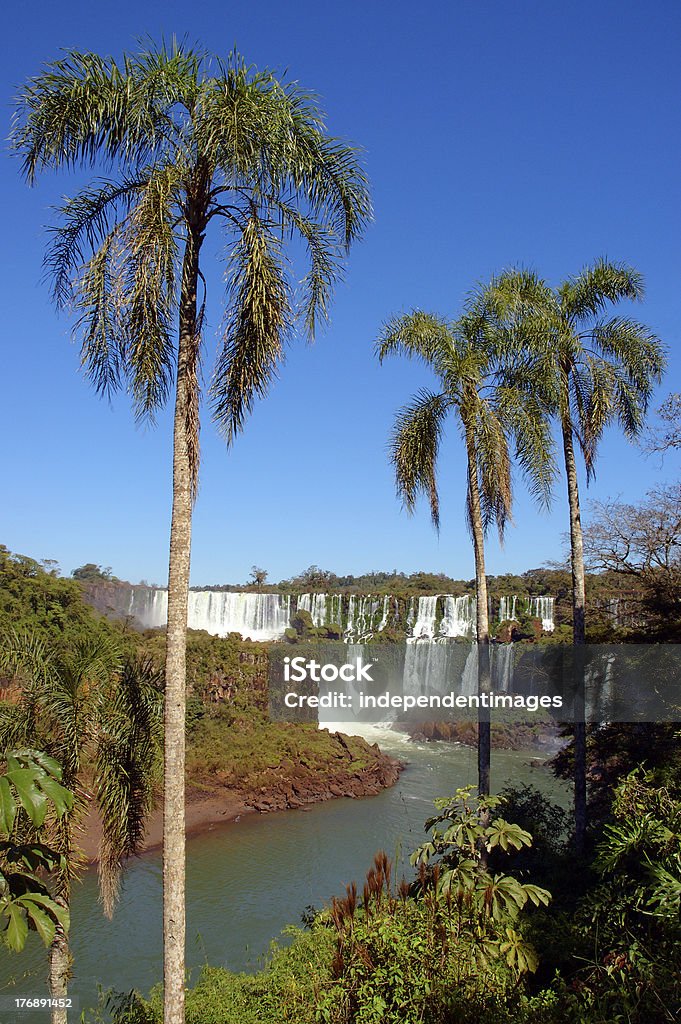 Cataratas del iguazú con palmeras, Argentina - Foto de stock de Agua libre de derechos