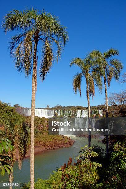 Cataratas Do Iguaçu Na Argentina Com Árvores De Palma - Fotografias de stock e mais imagens de Afixar Cartaz
