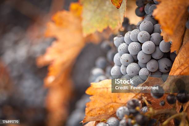 Exuberantes Maduras Uvas Y Vino Niebla Gotas En La Vid Foto de stock y más banco de imágenes de Viña