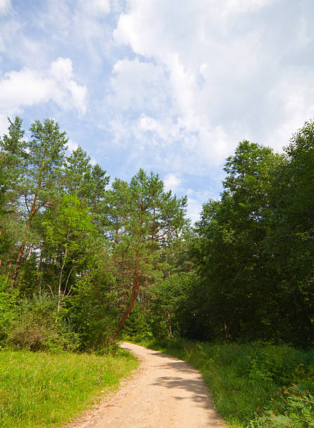 istock trail in the summer park 176891938