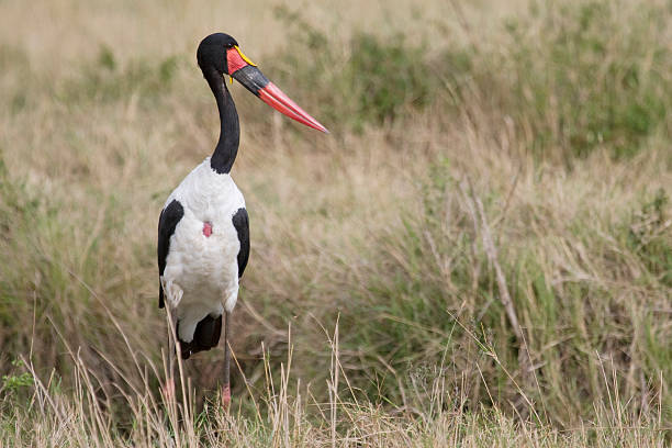 Selle à bec Cigogne au Kenya. - Photo