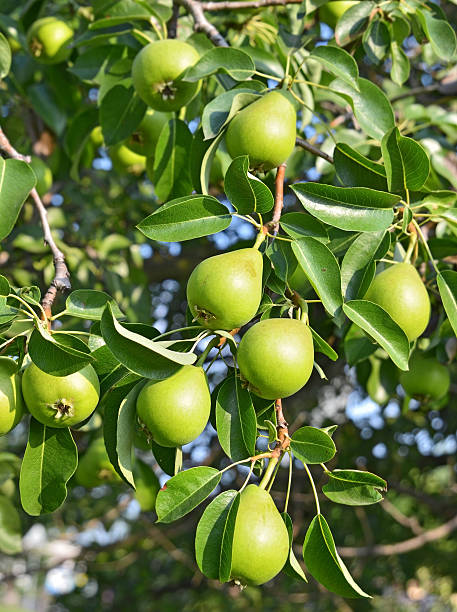 istock Green pear on the branch 176892081