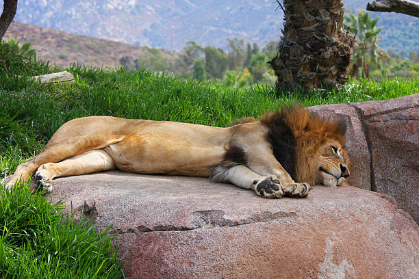 Lion sleeping on a rock stock photo