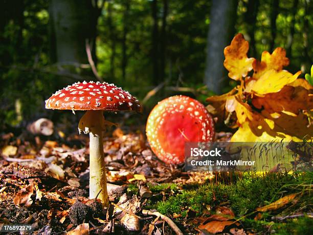 Fly Agaric Stock Photo - Download Image Now - Amanita Parcivolvata, August, Autumn