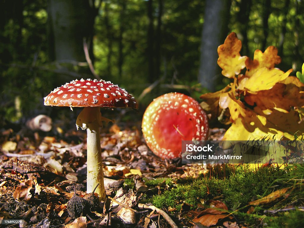 Fly agaric - Стоковые фото Amanita parcivolvata роялти-фри