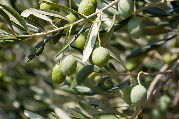 Olive Branch stock photo