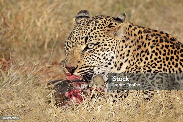 먹이기 레오퍼드 0명에 대한 스톡 사진 및 기타 이미지 - 0명, 남아프리카공화국, 동물