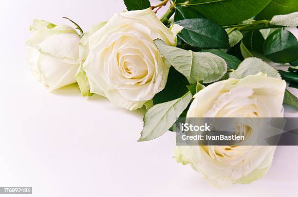 Three White Roses Stock Photo - Download Image Now - Anniversary Card, Copy Space, Flower