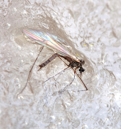 mosquito in ice