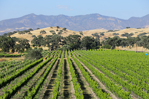 summer vineyard landscape (Santa Barbara county, California).