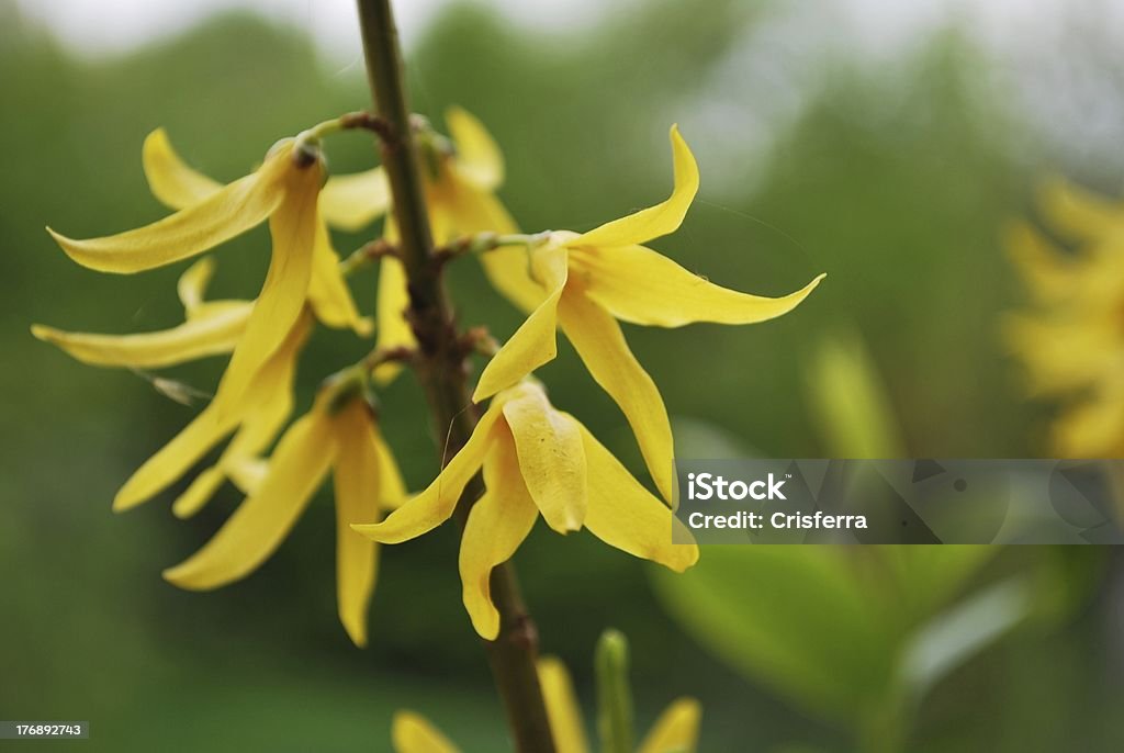 Forsizia fiori - Foto stock royalty-free di Aprile