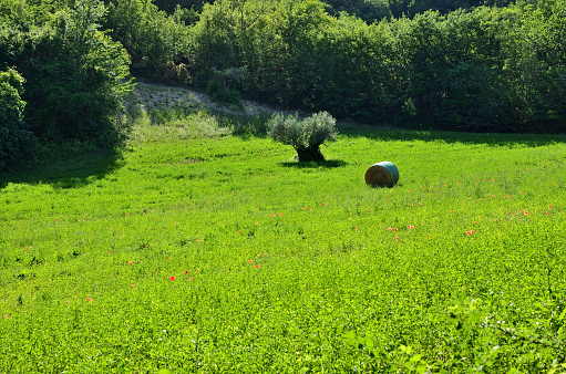 Italian green field with hay bale and many trees around