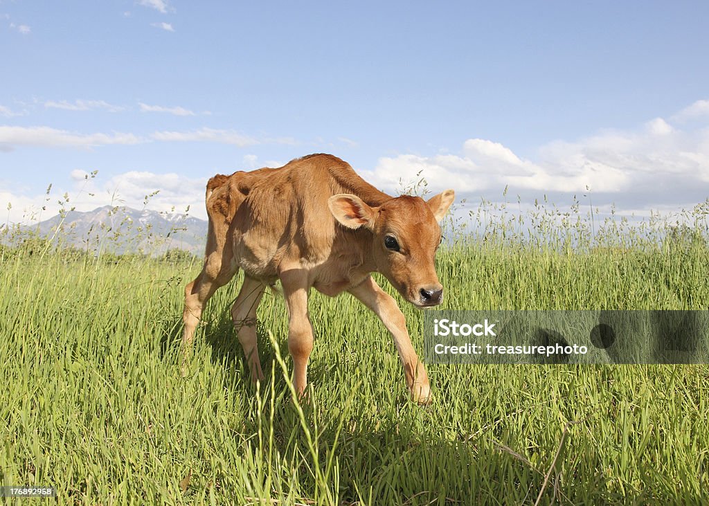 skinny calf very thin baby calf walking in meadow Calf Stock Photo