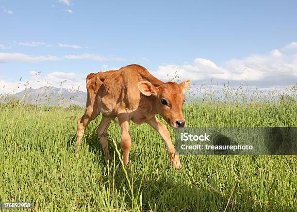 Skinny Calf Stock Photo - Download Image Now - Calf, Newborn Animal, Agricultural Field
