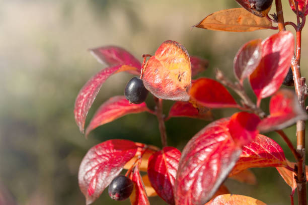 istock Autumn bright red leaves and berries of cotoneaster. 1768929661