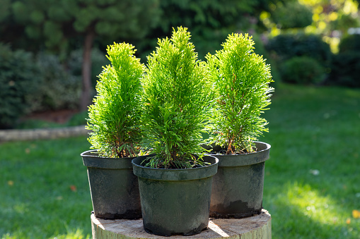 Group of thuja, cypress seedling are in black plastic pot in the garden, on a stump, ready for planting. Gardening background photo with soft selective focus. Copy space. Close-up.