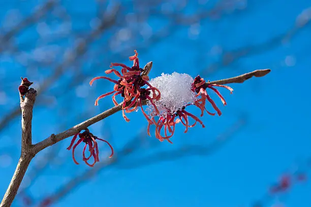 red blossom of a witch-hazel with icecystalls in front of blue sky