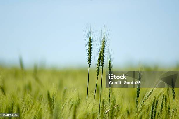 Photo libre de droit de Champ De Blé banque d'images et plus d'images libres de droit de Agriculture - Agriculture, Bleu, Blé