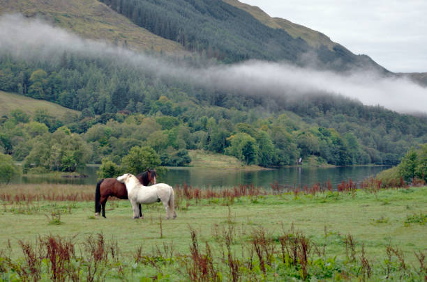 Horses at Loch Voil Photograph taken  on the 12th September 2013 at  8:39 am of a pair of horses by Loch Voil, Scotland. loch voil stock pictures, royalty-free photos & images