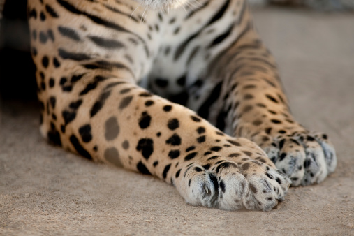 Horizontal close up image of a jaguar's front paws / feet.