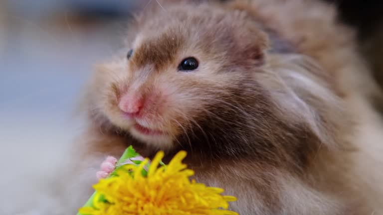 Funny fluffy Syrian hamster eats yellow dandelion flower, stuffs his cheeks. Food for a pet rodent, vitamins. Close-up