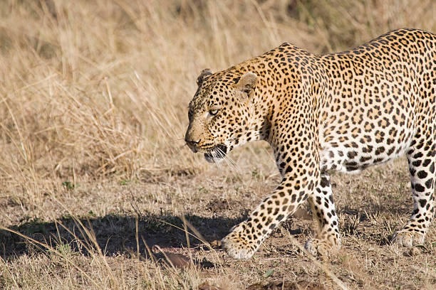 Homme léopard au Kenya - Photo