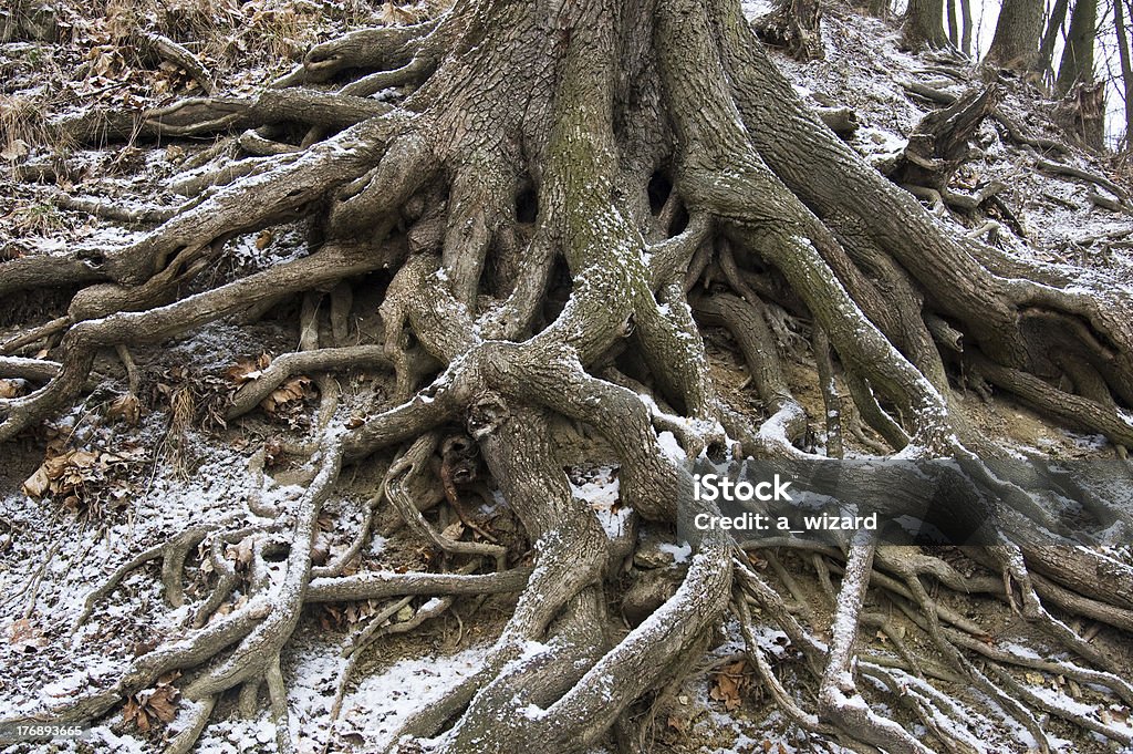 Snowy Tree Roots Roots Of Tree Covered With Snow Stock Photo - Download Image Now ...