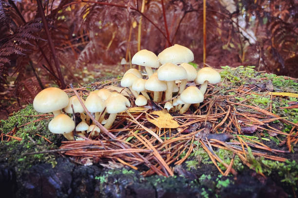 cogumelos sulphur tuft crescendo em madeira em decomposição durante o outono. - hypholoma fasciculare - fotografias e filmes do acervo