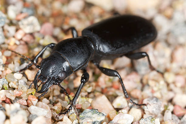 istock Ground beetle, broscus cephalotes, macro photo 176893715