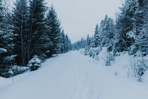 Scenic view of pine woodland and footpath covered by the deep snow in Norway wilderness, Scandinavia