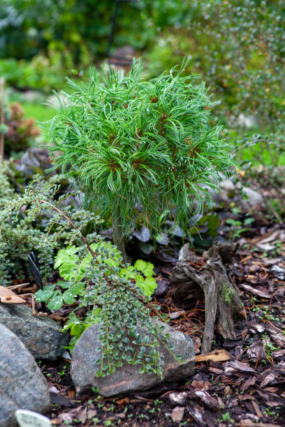 istock Pinus strobus Tiny Curls, It's a slow-growing, dwarf conifer that adds a touch of elegance to garden 1768938507