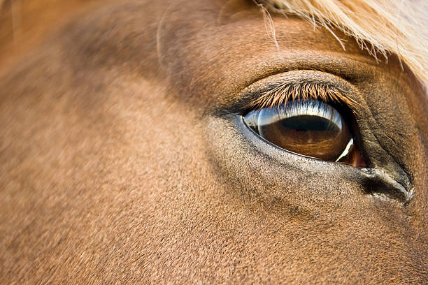 istock brown eyed horse 176893855