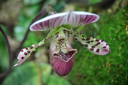 Flower of Paphiopedilum Orchid that belongs to a subfamily of orchids commonly known as lady's slipper orchids, Singapore