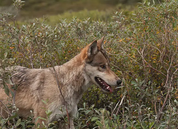 "Gray Wolf (Canis lupus) hunts through the dwarf willow in Denali National Park, Alaska"