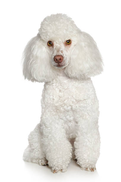 Close-up of white toy poodle sitting Toy poodle on a white background poodle stock pictures, royalty-free photos & images