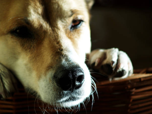 cão na sua cesto - schlafend imagens e fotografias de stock