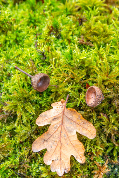 istock Mossy green forest floor with oak leaves and acorns background 1768942257